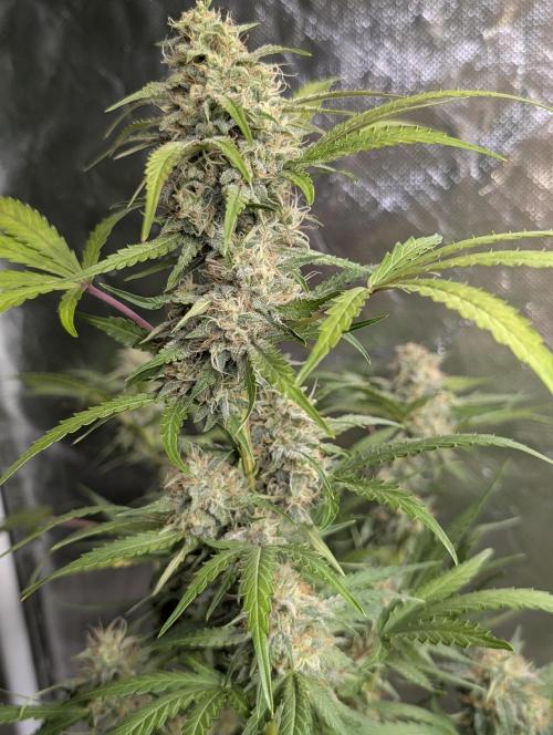 Guava X Gelato 41 x3. Week 8