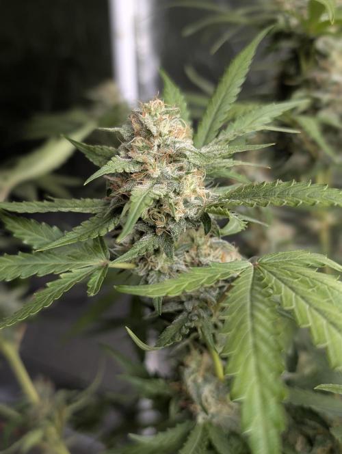 Guava X Gelato 41 x3. Week 8