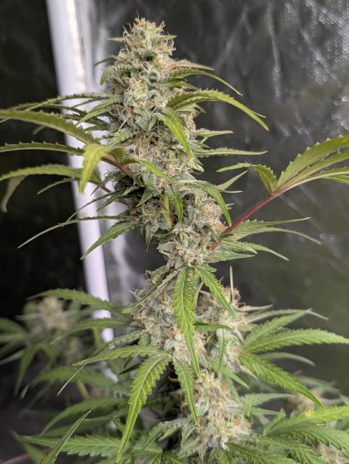 Guava X Gelato 41 x3. Week 8