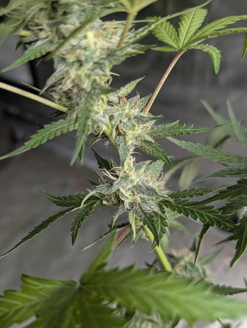 Guava X Gelato 41 x3. Week 8