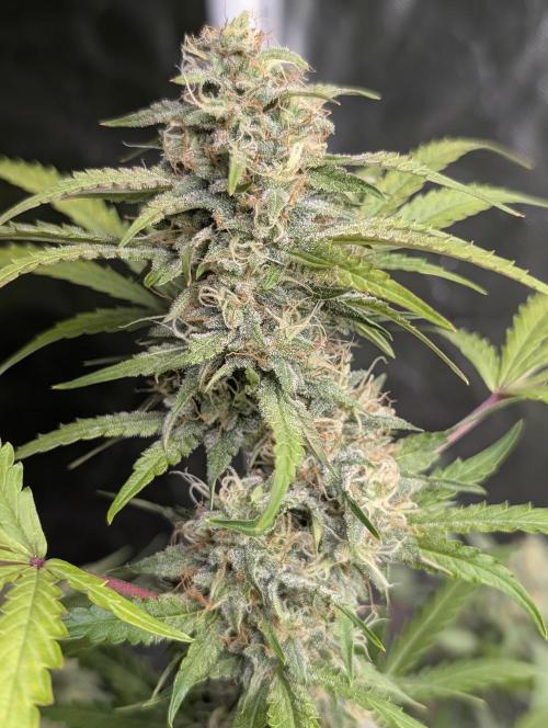 Guava X Gelato 41 x3. Week 8
