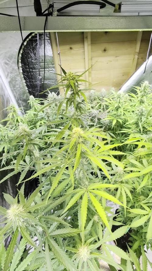 Guava X Gelato 41 x3