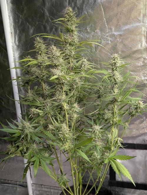 Guava X Gelato 41 x3. Week 8 - 1