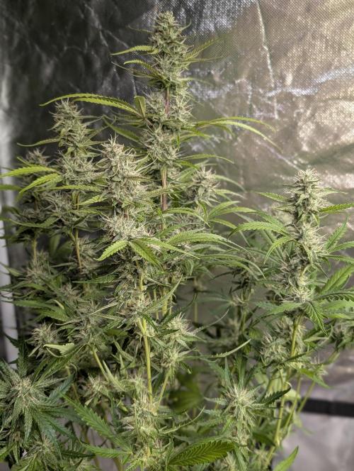 Guava X Gelato 41 x3. Week 8