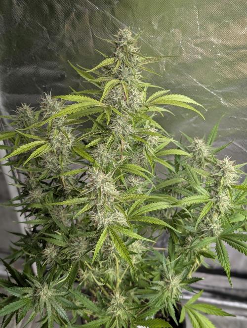 Guava X Gelato 41 x3. Week 8