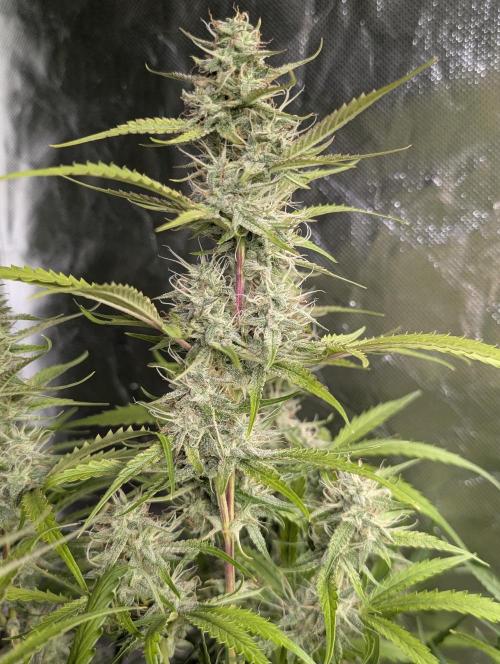 Guava X Gelato 41 x3. Week 8