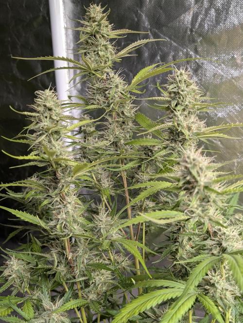 Guava X Gelato 41 x3. Week 8