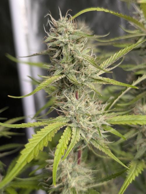 Guava X Gelato 41 x3. Week 8