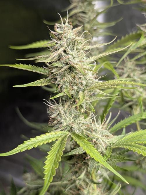 Guava X Gelato 41 x3. Week 8