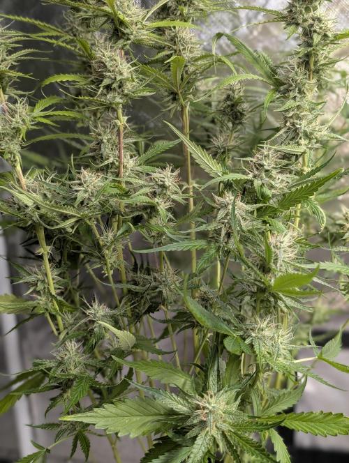 Guava X Gelato 41 x3. Week 8