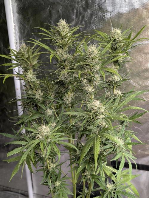 Guava X Gelato 41 x3. Week 8 - 2