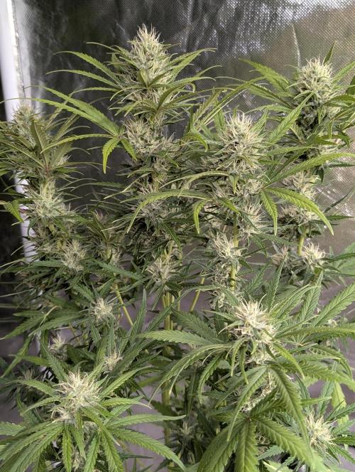 Guava X Gelato 41 x3. Week 8
