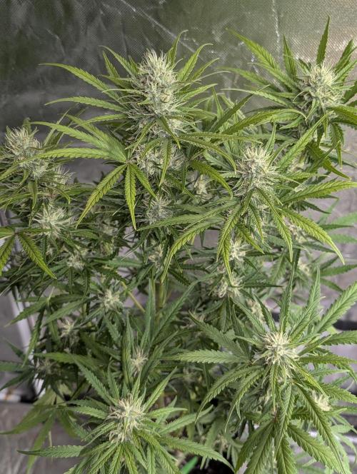 Guava X Gelato 41 x3. Week 8