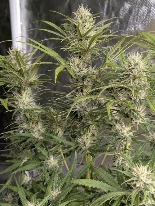 Guava X Gelato 41 x3. Week 8