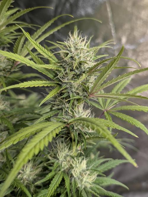Guava X Gelato 41 x3. Week 8