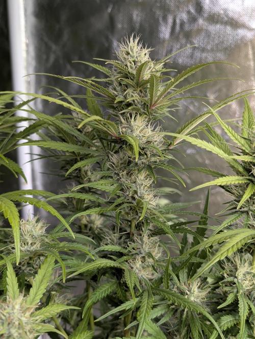 Guava X Gelato 41 x3. Week 8