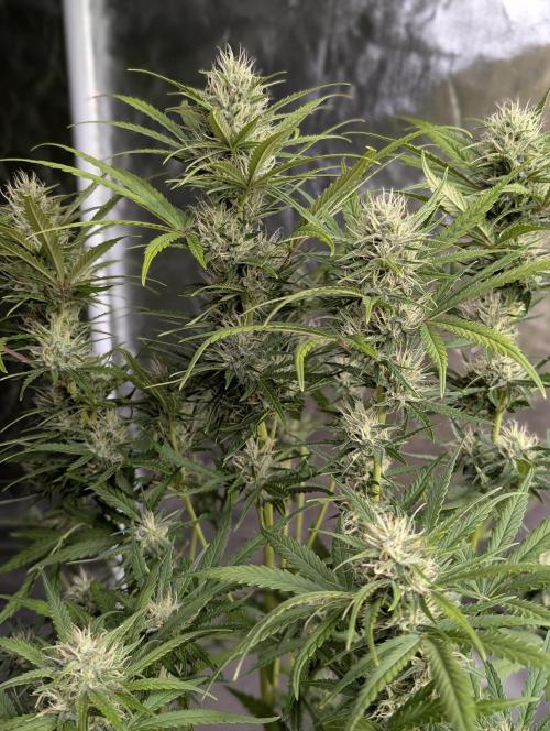 Guava X Gelato 41 x3. Week 8