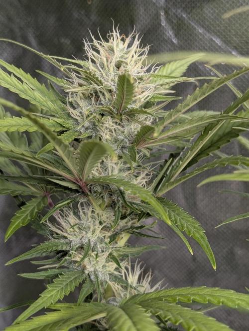 Guava X Gelato 41 x3. Week 8