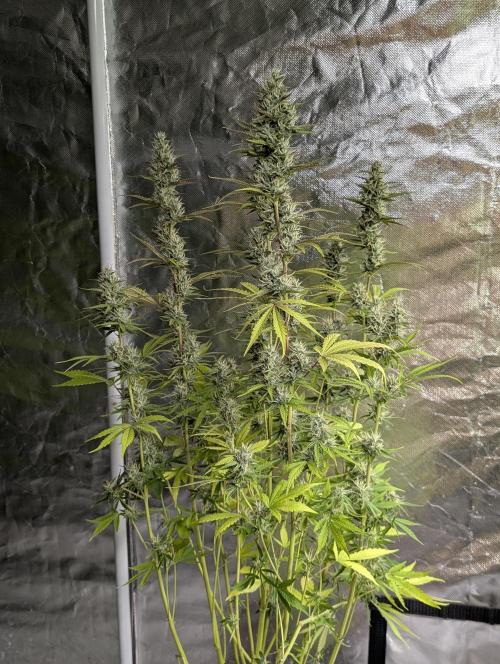 Guava X Gelato 41 x3. Week 8 - 3