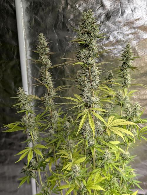 Guava X Gelato 41 x3. Week 8