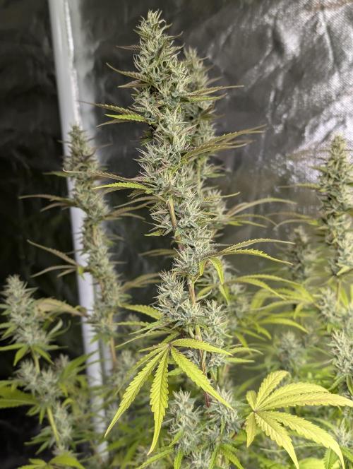 Guava X Gelato 41 x3. Week 8