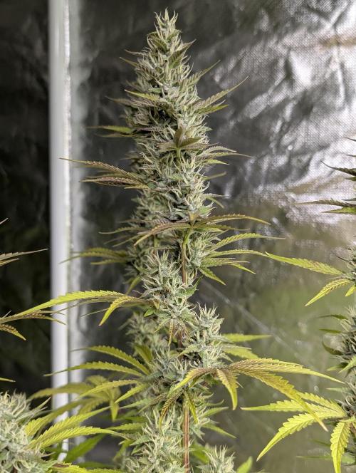 Guava X Gelato 41 x3. Week 8