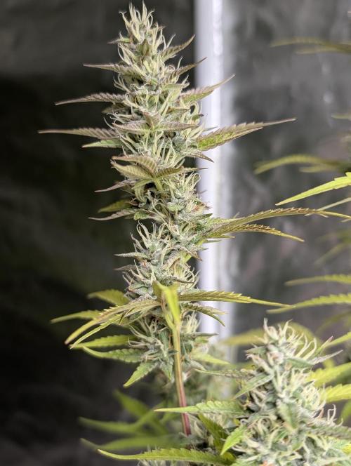 Guava X Gelato 41 x3. Week 8