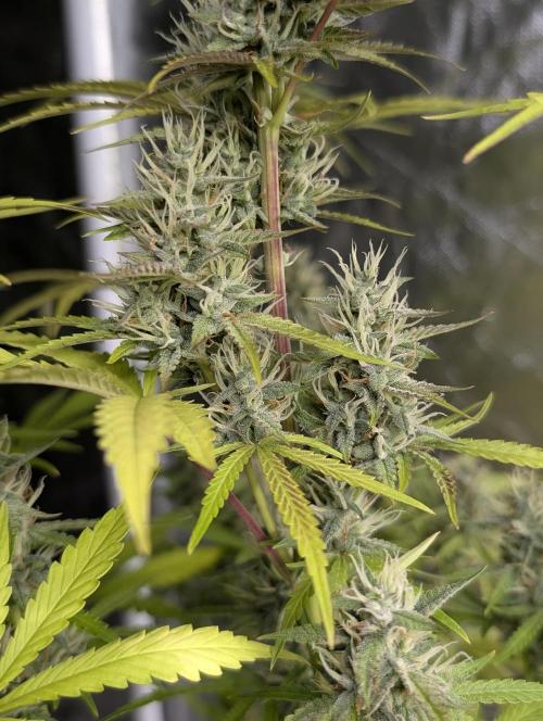 Guava X Gelato 41 x3. Week 8