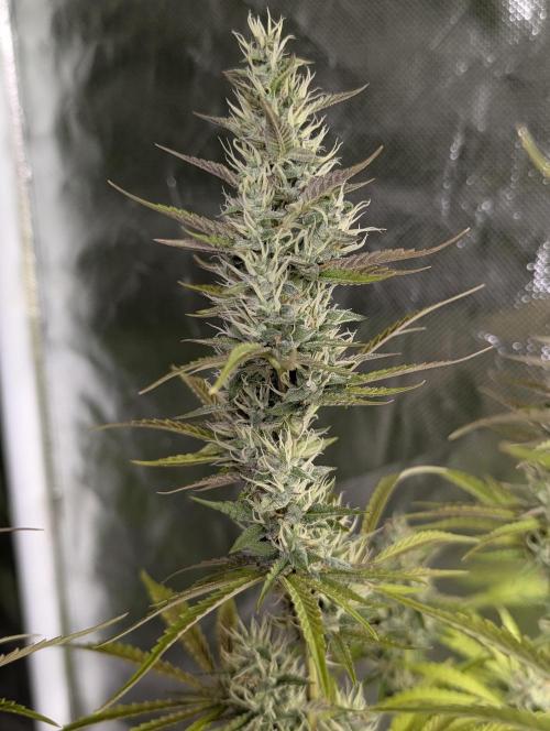 Guava X Gelato 41 x3. Week 8