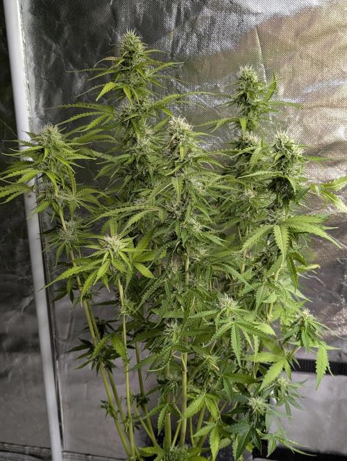 Sweet Mango Auto x4. Week 8 - 1