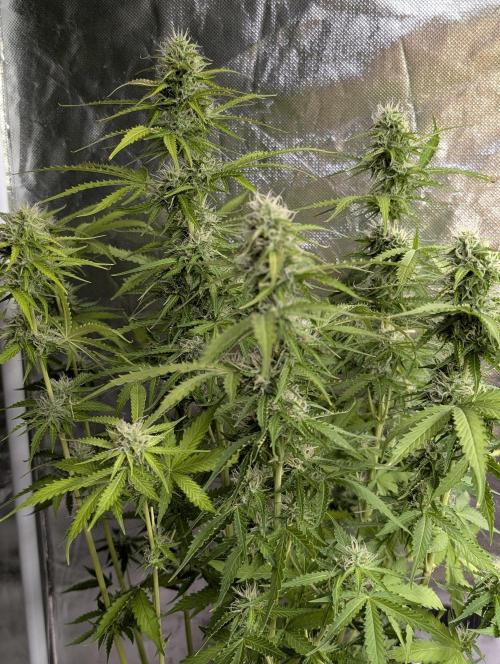 Sweet Mango Auto x4. Week 8