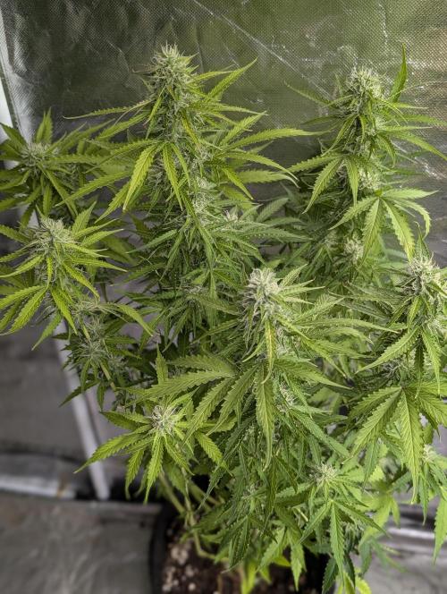 Sweet Mango Auto x4. Week 8