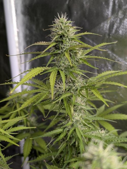 Sweet Mango Auto x4. Week 8