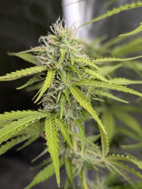 Sweet Mango Auto x4. Week 8