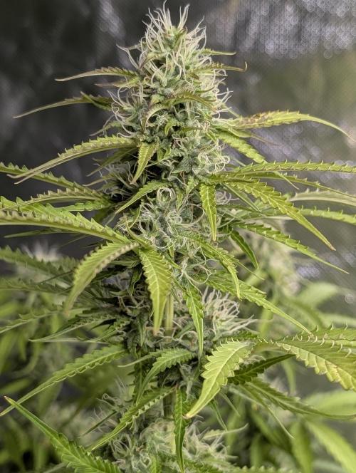Sweet Mango Auto x4. Week 8