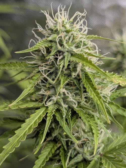 Sweet Mango Auto x4. Week 8