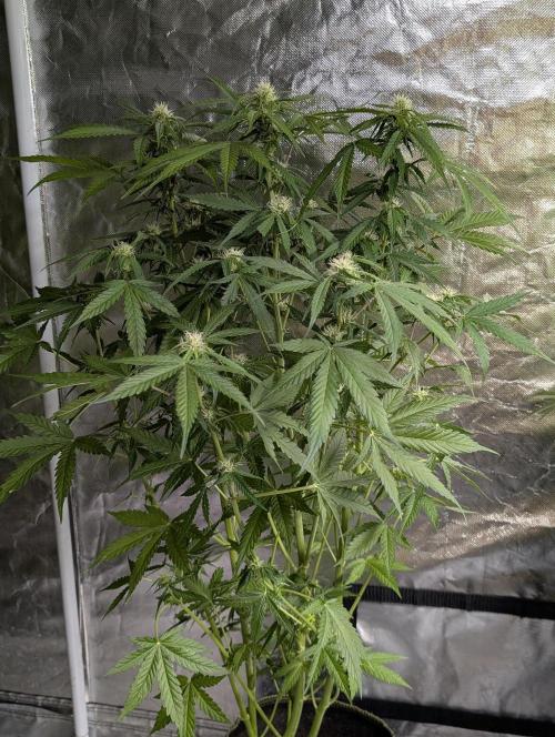 Sweet Mango Auto x4. Week 8 - 2