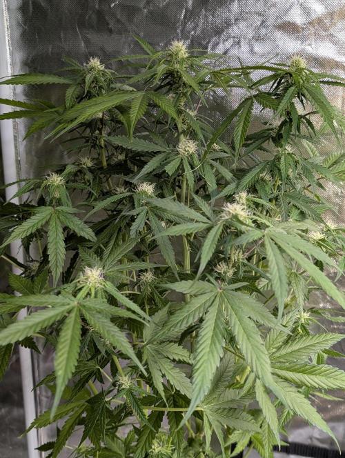 Sweet Mango Auto x4. Week 8
