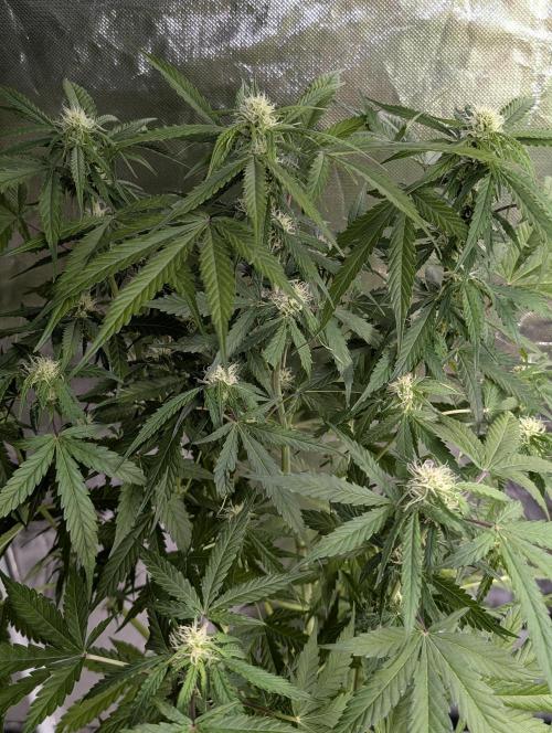 Sweet Mango Auto x4. Week 8