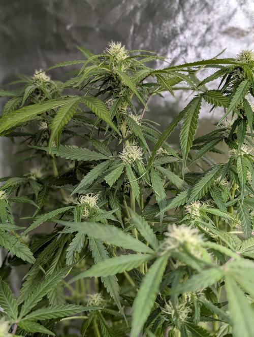 Sweet Mango Auto x4. Week 8
