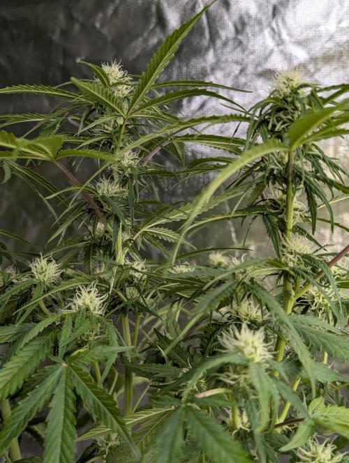 Sweet Mango Auto x4. Week 8