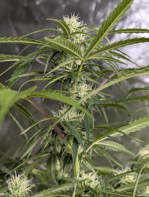 Sweet Mango Auto x4. Week 8
