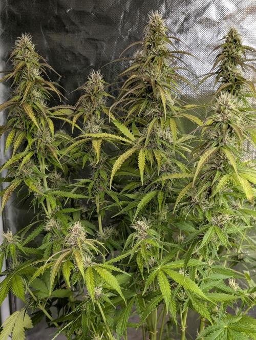 Sweet Mango Auto x4. Week 8