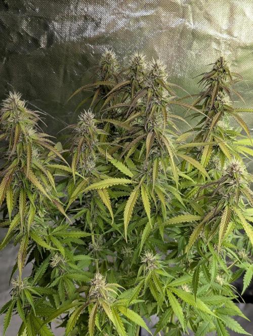 Sweet Mango Auto x4. Week 8