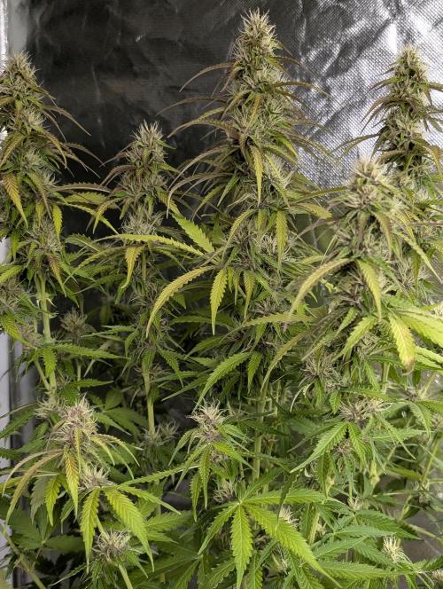 Sweet Mango Auto x4. Week 8
