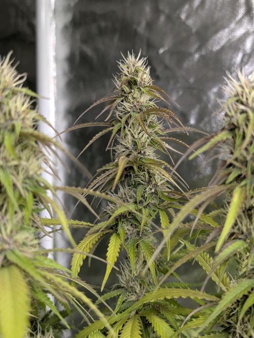 Sweet Mango Auto x4. Week 8