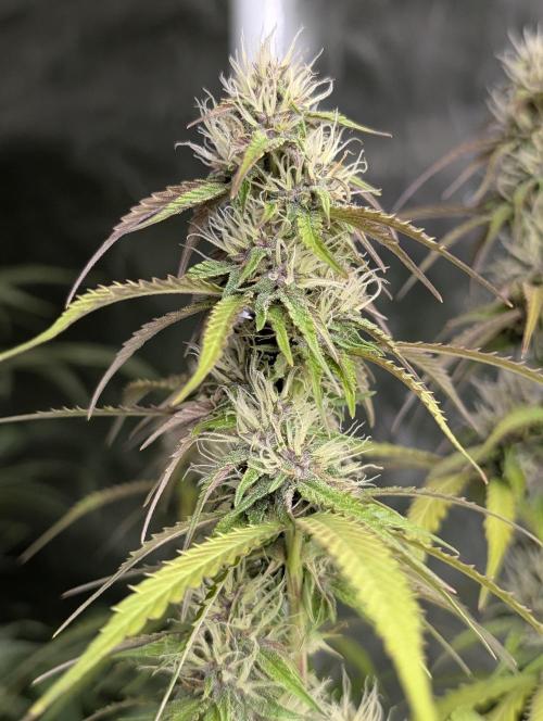 Sweet Mango Auto x4. Week 8