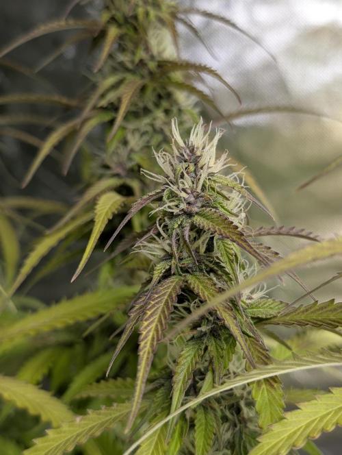 Sweet Mango Auto x4. Week 8