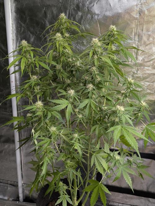 Sweet Mango Auto x4. Week 8 - 4