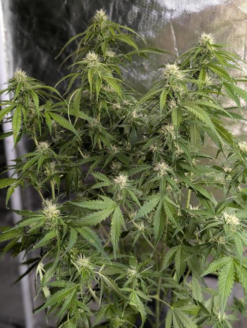 Sweet Mango Auto x4. Week 8
